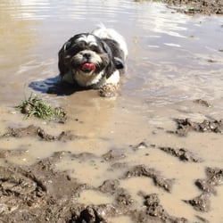 Ogden Dog Park - Mud puddle