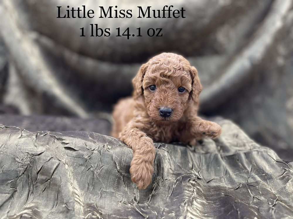 EASTERN HILLS MINIATURE POODLES Updated June 2024 14 Photos 201