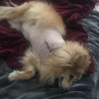 Hospivet - After Surgery. - Veterinarians Near Me - Tijuana, BCN Hospivet - After Surgery. - Veterinarians Near Me - Tijuana, BCN
