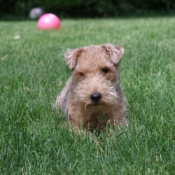 Madaglia Pet Care Services - Piper