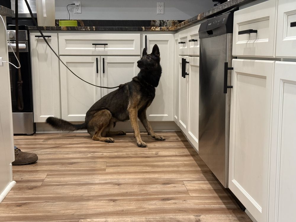 K9 Mold Detectives - mold inspector in Callaway, FL