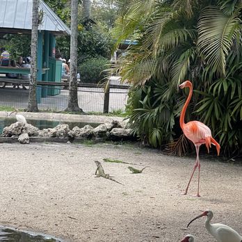 Flamingo Gardens - Botanical Gardens Near Me - Davie, Florida Flamingo Gardens - Botanical Gardens Near Me - Davie, Florida