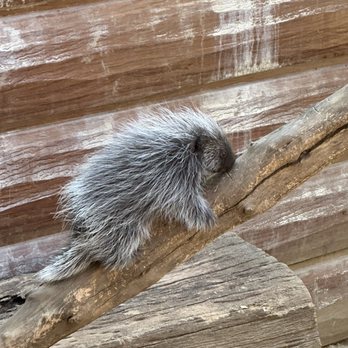 Wildlife Learning Center - Precious little one! - Zoos Near Me - Sylmar, California