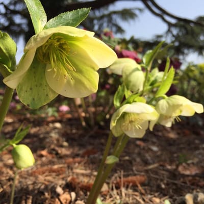 Kyoto Botanical Gardens by null