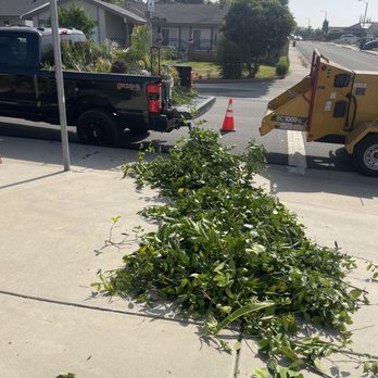 Bustamante Tree Service - Cuttings hauled away. - Tree Services Near Me - South Gate, California