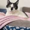 Care At The Courtyard Veterinary Clinic gift card