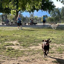 Redding Dog Park - Good times