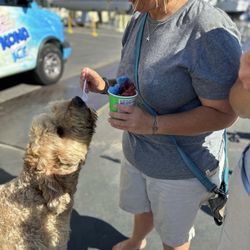 Kona Ice of San Pablo - Even Goose got into the enjoyment