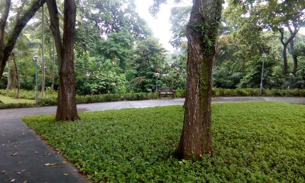 Mount Emily Park by null