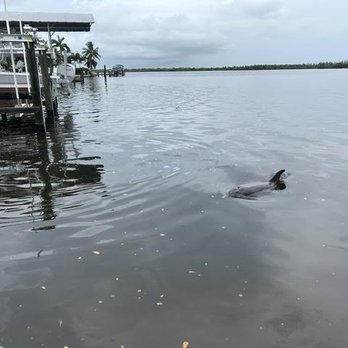 Matlacha - Dolphin swimming next to dock. - Vacation Rentals Near Me - Matlacha, Florida Matlacha - Dolphin swimming next to dock. - Vacation Rentals Near Me - Matlacha, Florida