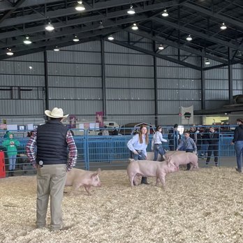 Alaska State Fair - This is a competition. Who can guide the oinkers better than the others - Festivals Near Me - Palmer, Alaska