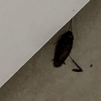 Bluewater Real Estate - Cockroach - Real Estate Services Near Me - Emerald Isle, North Carolina