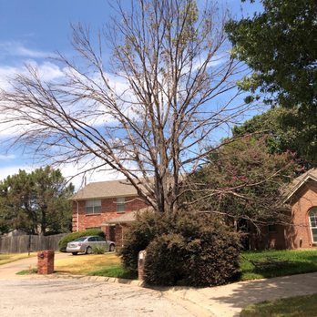 Green Image Tree Service - Tree at mailbox has died. - Tree Services Near Me Green Image Tree Service - Tree at mailbox has died. - Tree Services Near Me