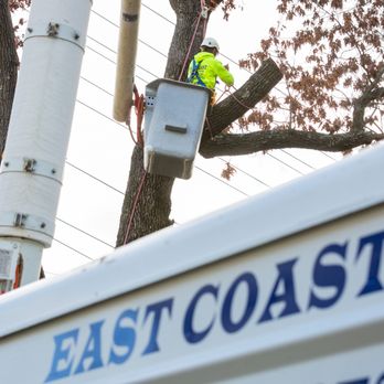 East Coast Property Services - a man working on a tree - Tree Services Near Me East Coast Property Services - a man working on a tree - Tree Services Near Me