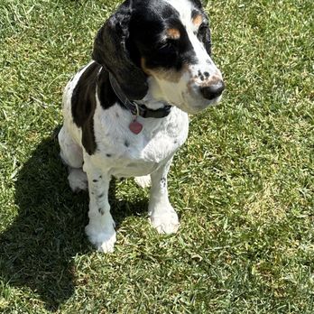 The Dog Spot - Sissy just groomed - Pet Groomers Near Me - San Jose, California
