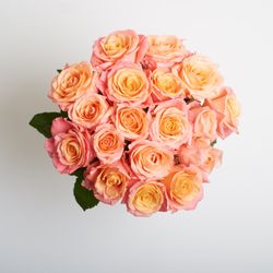 Ode à la Rose DC