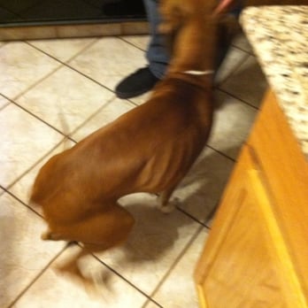 Coventry Pet Resort - 3 days of service from Coventry! Looks fantastic, right? - Pet Sitting Near Me - Redlands, California