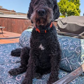 Mill Valley Pet Clinic - Riley feeling much better! - Veterinarians Near Me - Mill Valley, California