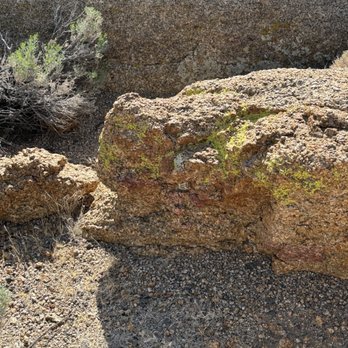 Every Leaf Speaks Botanical Studies - Crustose Lichen on rocks - Hiking Near Me