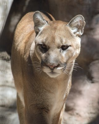 ABQ BioPark Zoo by null