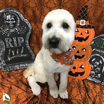 EarthWise Pet Katy - Pet Groomers Near Me - Katy, Texas EarthWise Pet Katy - Pet Groomers Near Me - Katy, Texas