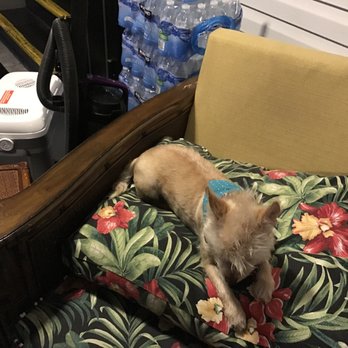 Muttlee Crew Pet Care - Pet Groomers Near Me - Kissimmee, Florida Muttlee Crew Pet Care - Pet Groomers Near Me - Kissimmee, Florida