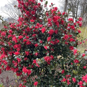 Royal Botanic Garden Edinburgh - Red flowers - Botanical Gardens Near Me - Edinburgh, EDH