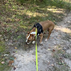 SIRenity Farms - Walking in the woods