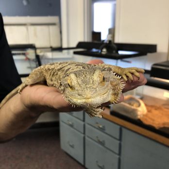 EcoVivarium - Bearded dragon - Museums Near Me - Escondido, California EcoVivarium - Bearded dragon - Museums Near Me - Escondido, California