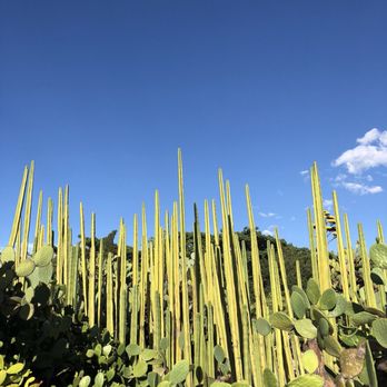 El Jardín Etnobotánico - Botanical Gardens Near Me - Oaxaca, OAX