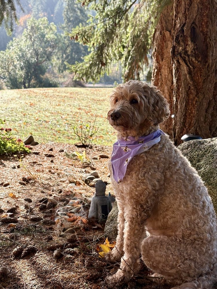 The Good Life For Pets