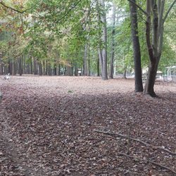 Some of the trees with space from the far end of the dog park