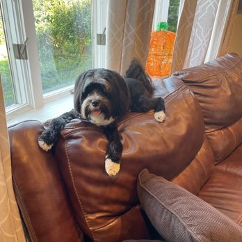 Puppy Kuts - Pet Groomers Near Me - Patchogue, New York