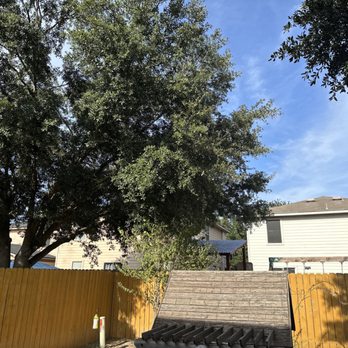 Mission City Arbor Group - Neighbor tree before. - Tree Services Near Me - San Antonio, Texas Mission City Arbor Group - Neighbor tree before. - Tree Services Near Me - San Antonio, Texas