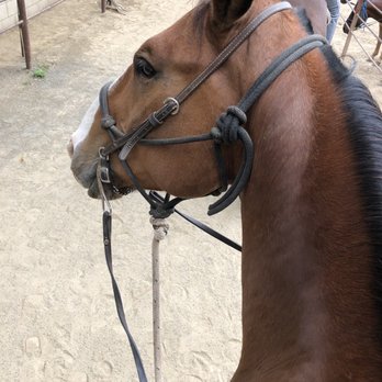 Circle Bar B Stables - This is SPLASH - Horseback Riding Near Me - Santa Barbara, California