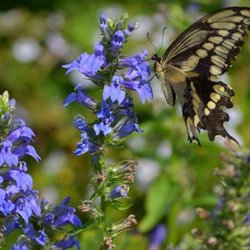 Prairie Moon Nursery - Attract and help butterflies, bees and other pollinators.