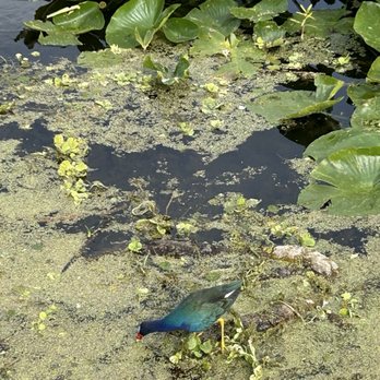 Orlando Wetlands - Parks Near Me - Christmas, Florida