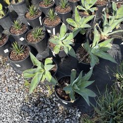 Banting's Nursery