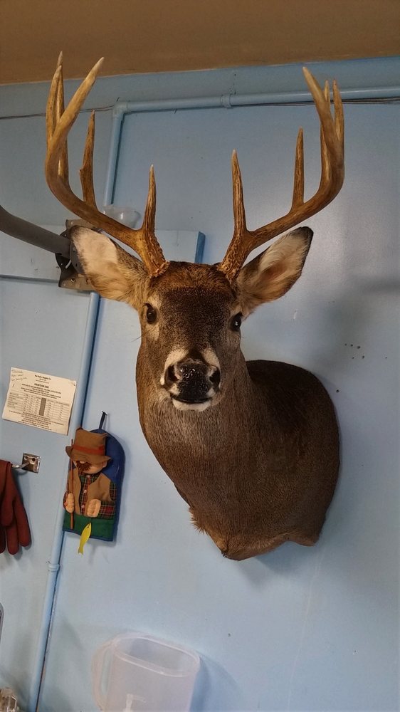 Quiles Taxidermy - taxidermy in Staunton, IN