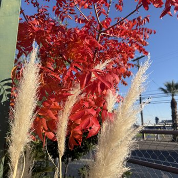 Fonseca's Nursery - Chinese Pistache "Keith Dalvey" showing off its brilliant fall colors. - Nurseries & Gardening Near Me - Hanford, California