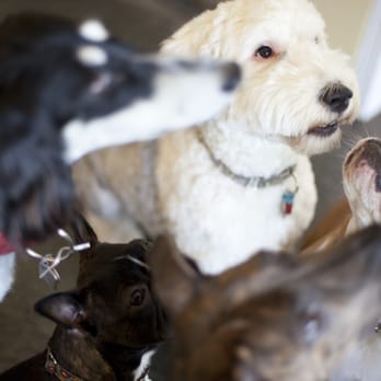 Muttley Crue Organics - Pet Groomers Near Me - Calgary, Alberta Muttley Crue Organics - Pet Groomers Near Me - Calgary, Alberta