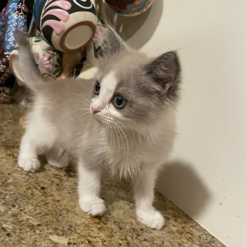 FairyTale Ragdoll by i-Angel - Pet Breeders Near Me FairyTale Ragdoll by i-Angel - Pet Breeders Near Me