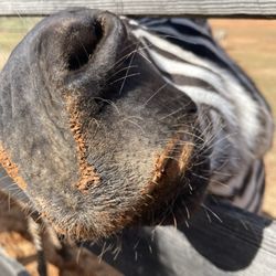 Chestatee Wild Life Preserve