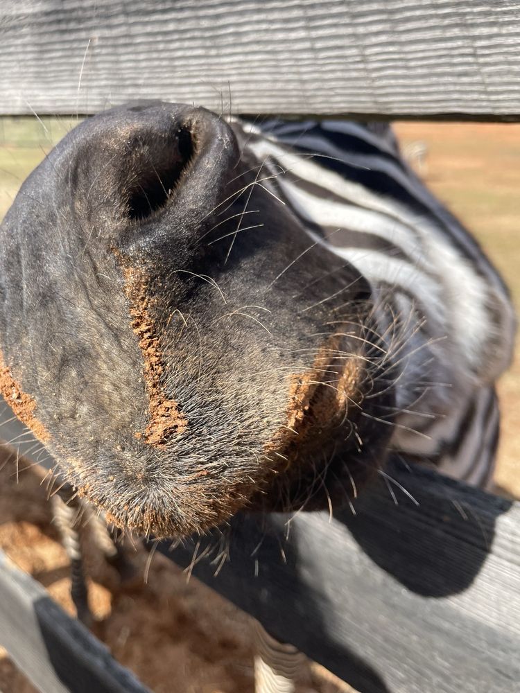 Social spots from Chestatee Wild Life Preserve