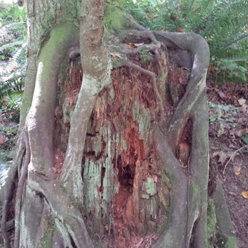 Birch Bay State Park - Nurse stump - old tree stump provides nutrients to new trees. - Parks Near Me - Blaine, Washington