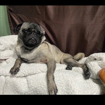 Ooh Puppy - Pet Groomers Near Me - La Mirada, California Ooh Puppy - Pet Groomers Near Me - La Mirada, California