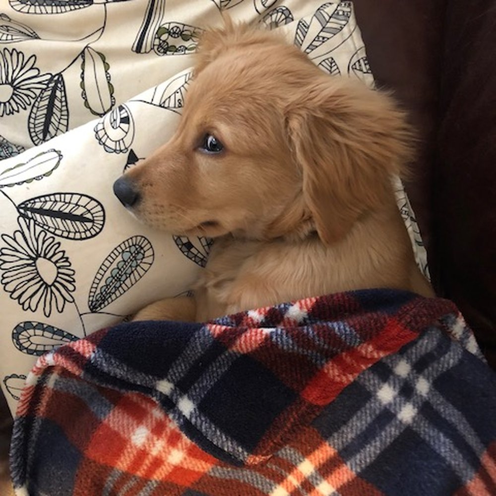 Karma Dog Training - Someone took their go to bed lesson a little too seriously. - Pet Training Near Me - Austin, Texas Karma Dog Training - Someone took their go to bed lesson a little too seriously. - Pet Training Near Me - Austin, Texas