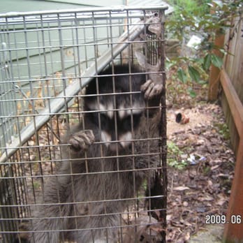 EMS Pest Control - This little guy will be relocated. - Pest Control Near Me - Milwaukie, Oregon EMS Pest Control - This little guy will be relocated. - Pest Control Near Me - Milwaukie, Oregon