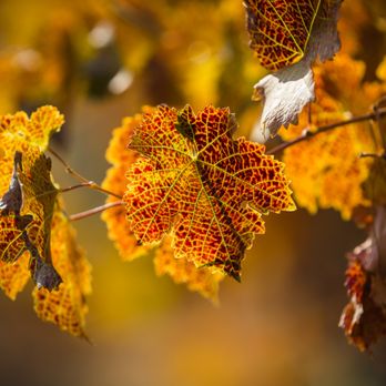 Brice Station Vineyards - Fall grape leaves in the Brice Station Vineyard - Wineries Near Me - Murphys, California Brice Station Vineyards - Fall grape leaves in the Brice Station Vineyard - Wineries Near Me - Murphys, California