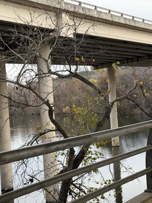 Lady Bird Lake by null